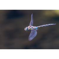 Nach links...
(Erich) 20250913-P1057994-RW2-.jpg (Erich)