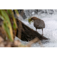 Nestbau
(Erich) P1034756-RW2_.JPG (Erich)