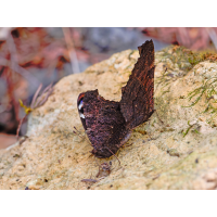 Kopula...
(Erich) P1051620-RW2_.JPG (Erich)