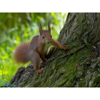 Kobold
(Erich) P1038935-RW2_DxO_DeepPRIME-DeNoiseAI-raw.JPG (Erich)