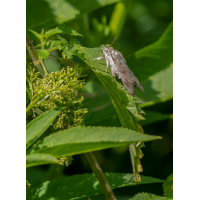 Ruhendes Taubenschwänzchen
(Erich) 20240722-P1040713-RW2_.jpg (Erich)