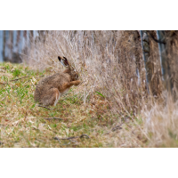 Hasenwäsche
(Erich) P1070864-.JPG (Erich)