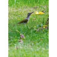 Grünspecht
(Erich) P1042693-RW2_.JPG (Erich)