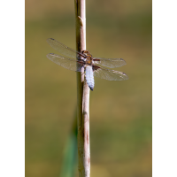 P1073716-.JPG (Erich)