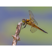 P1073821-.JPG (Erich)