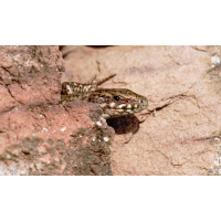 P1072354-.JPG (Erich)