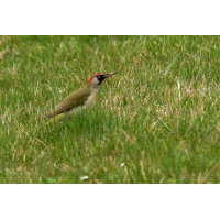 P1072613-.JPG (Erich)