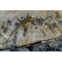 P1002927-.JPG (Erich)