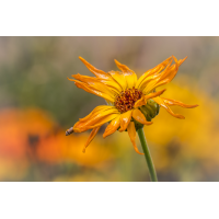 IMG_3413_B.0_alleRAWda_.jpg (Harmonie)