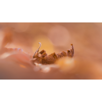 IMG_4585-2_- Kopie.jpg (Harmonie)