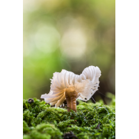 IMG_4436_- Kopie.jpg (Harmonie)