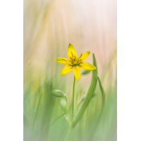 Gelbstern
(Harmonie) IMG_5466_B.5_.jpg (Harmonie)