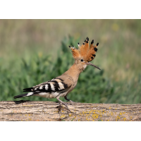 _5132800 Kopie.jpg (gepafoto)
