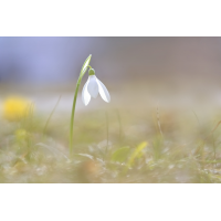 DSC07419 Zartes Glöckchen... kl.jpg (kabefa)