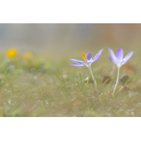 DSC07414 Der Frühling ist lila... kl.jpg (kabefa)