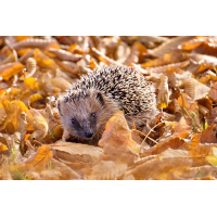 Unser Kuscheltier...
(kabefa) DSC07398 Unser Kuscheltier ;-) kl.jpg (kabefa)