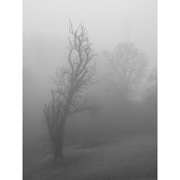 P4080529-Birnenbaum-im-Nebel.jpg (hawisa)
