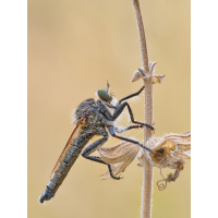 2026_07_29_Raubfliege.jpg (Otto K.)