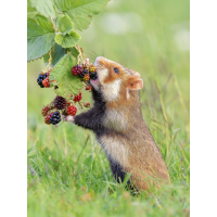 Feldhamster-mit-Brombeeren.jpg (Enrico)