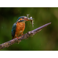 20250909-_1122289-Bearbeitet-Kopie.jpg (Enrico)