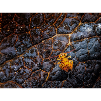 2025-11-23-19-18-14-(C,S4)37-.jpg (Enrico)