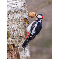 Der Spezialist
(Enrico) Buntspecht-mit-Walnuss-Kopie.jpg (Enrico)