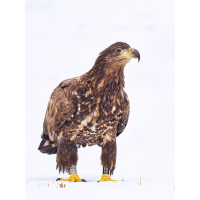 Ein Adler für Österreich
(Enrico) Junger-Seeadler-im-Schnee.jpg (Enrico)
