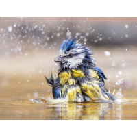 Freche Frisur
(Enrico) Blaumeise-badet-Kopie.jpg (Enrico)