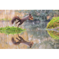 Superhörnchen
(Enrico) P3071173-DxO_DeepPRIME-XD3-Bearbeitet-Kopie.jpg (Enrico)