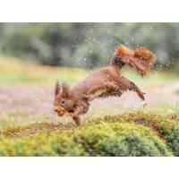 Eichhörnchen-Schleudergang.jpg (Enrico)