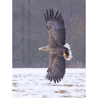 Seeadler-Flug-Hochformat-Kopie.jpg (Enrico)