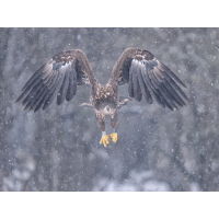 20260210-_1173095-2-Bearbeitet-Kopie.jpg (Enrico)
