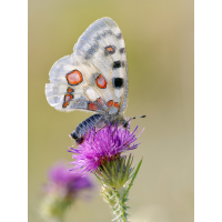 _1344450-DxO_DeepPRIME-XD3-Bearbeitet-Bearbeitet-Bearbeitet-Kopie.jpg (Enrico)