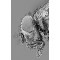 fly_1200px.jpg (Adalbert)