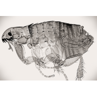 dog_flea_1200px.jpg (Adalbert)