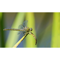 P5307772NP1.jpg (wilhil)
