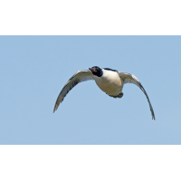 P5022686NP3.jpg (wilhil)