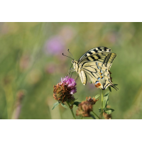 Ein Schwalbenschwanz
(wilhil) P7170963NP1.jpg (wilhil)
