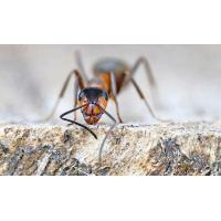 P4050054NP.jpg (wilhil)