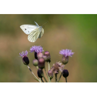 Ein weisser Flieger
(wilhil) P7040399NP.jpg (wilhil)