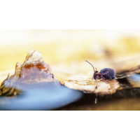 P2250057NP.jpg (wilhil)