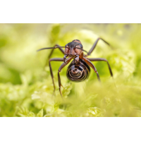 Abwehr
(wilhil) P2280045NP.jpg (wilhil)