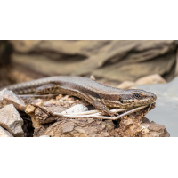 Sonnenbad
(wilhil) P3100061NP.jpg (wilhil)