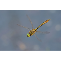 P5097794NP1.jpg (wilhil)