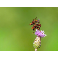 P7040608NP1.jpg (wilhil)