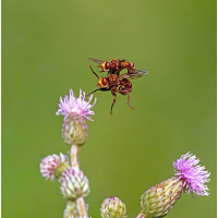 P7040610NP2.jpg (wilhil)