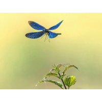 P6181187NP2.jpg (wilhil)