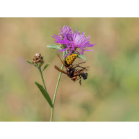 P8070513NP.jpg (wilhil)