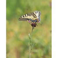 P8070450NP-2.jpg (wilhil)