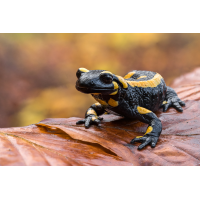 Blick ins kommende Jahr
(Kleinseebacher) 2024-11-14-08.25.53 ZS retouched_bea (1).jpg (Kleinseebacher)